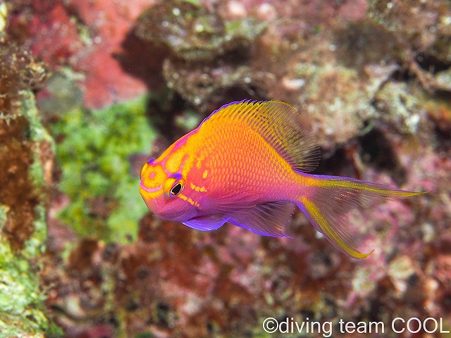 万座マクロダイブ　ハナゴンベ幼魚