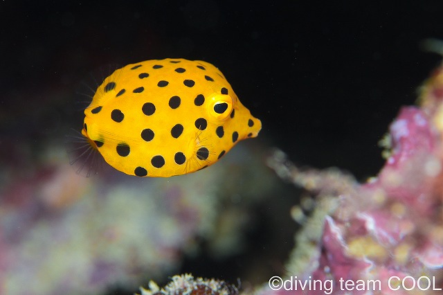 砂辺ビーチ　ミナミハコフグ幼魚