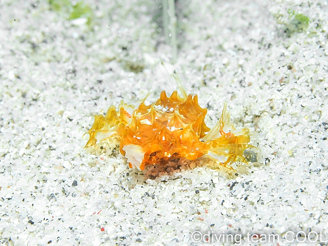 慶良間マクロダイブ　ウミテング幼魚