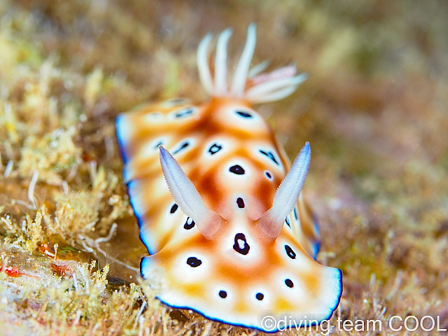 ゴリラチョップ　ヒョウモンウミウシ