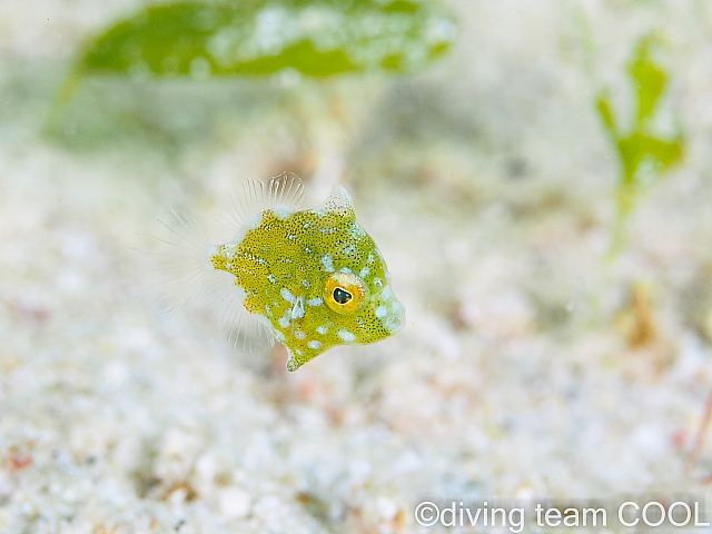 ゴリラチョップ　セダカカワハギ幼魚