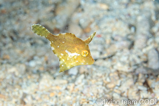 ＃セダカカワハギの幼魚