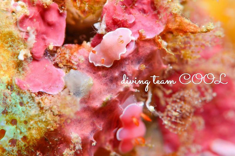 沖縄ウミウシダイビング　ピンクのウミウシ２種盛り