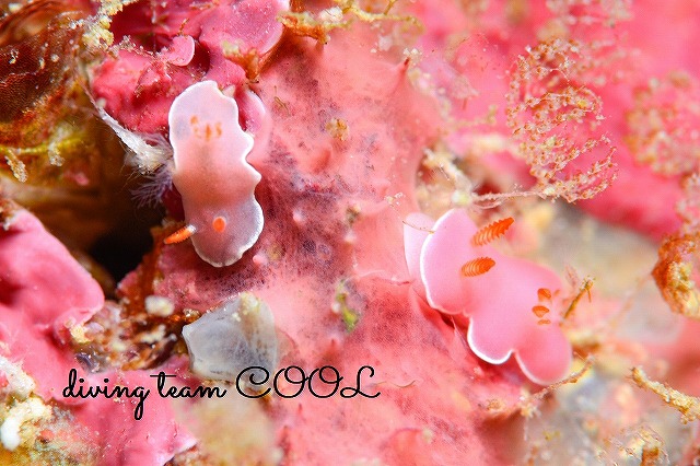 沖縄ウミウシダイビング　ピンクのウミウシ２種盛り
