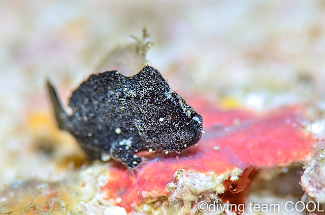 ＃ヒメヒラタカエルアンコウの幼魚