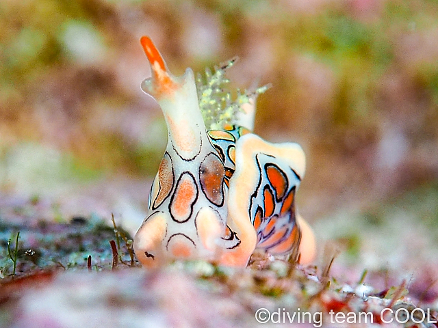 ＃トウモンウミコチョウ