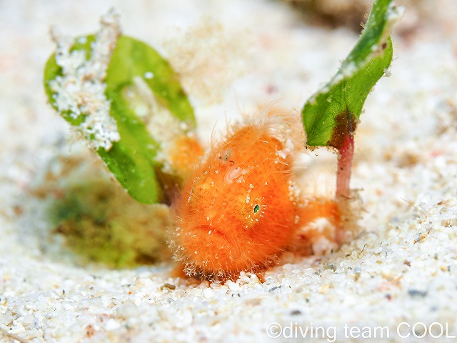 沖縄本島マクロダイブ　カエルアンコウ幼魚