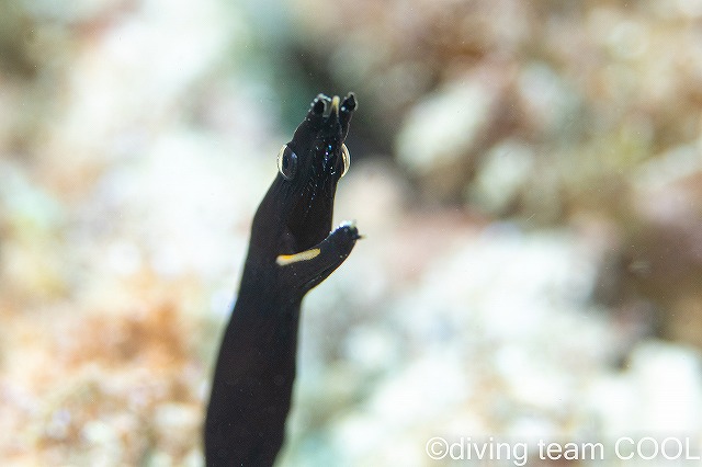 沖縄ウミウシ　ハナヒゲウツボ幼魚