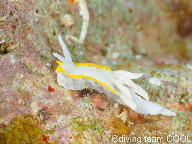 沖縄ウミウシダイビング　コトヒメウミウシ