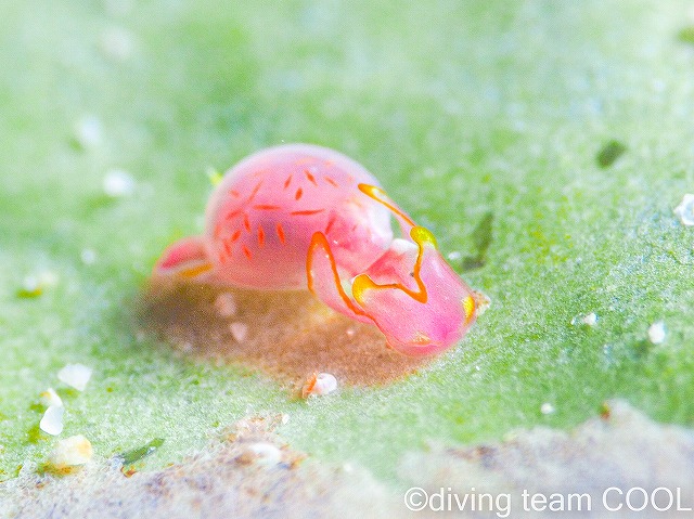 沖縄ウミウシ　ブドウガイ科の一種１１