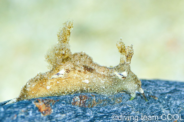 沖縄ウミウシ　アオモンツガルウミウシ