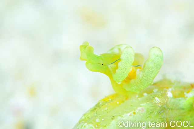 沖縄ウミウシ　フリソデミドリガイ