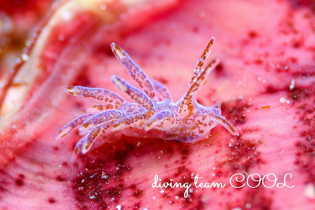 沖縄本島ウミウシ　リーフミノウミウシ