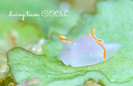 沖縄本島ウミウシ　ムラサキウミコチョウ属の一種１