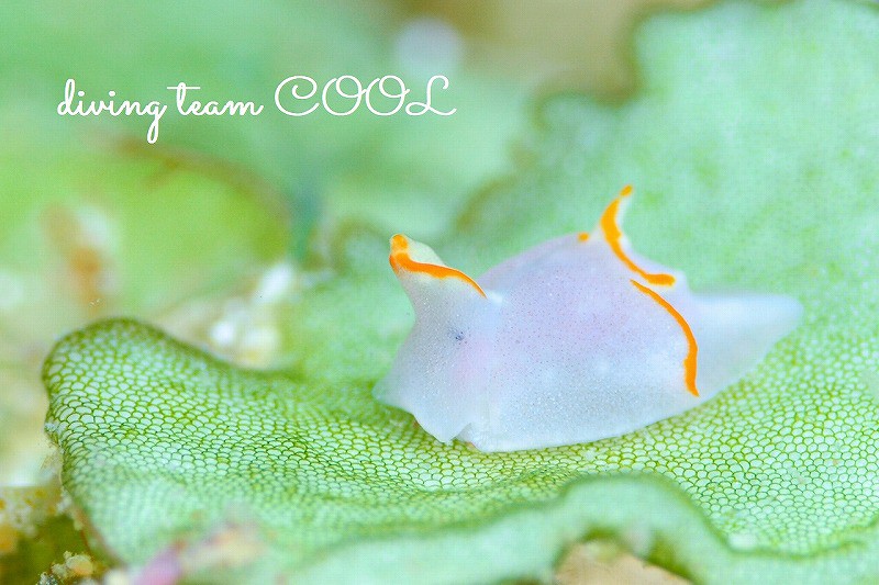 沖縄本島ウミウシ　ムラサキウミコチョウ属の一種１