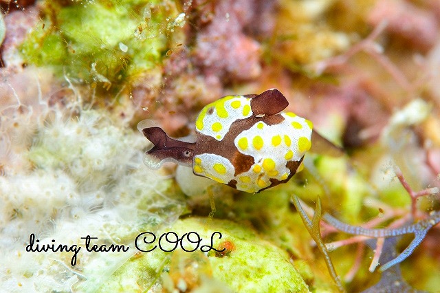 沖縄本島ウミウシ　トンプソンアワツブガイ