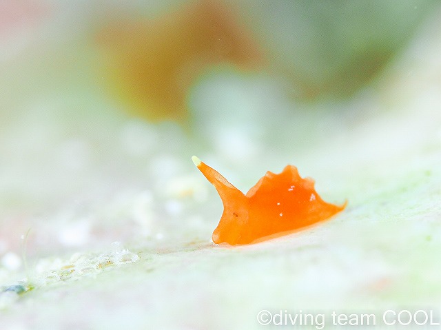 沖縄ウミウシダイビング　ウミコチョウ属の一種