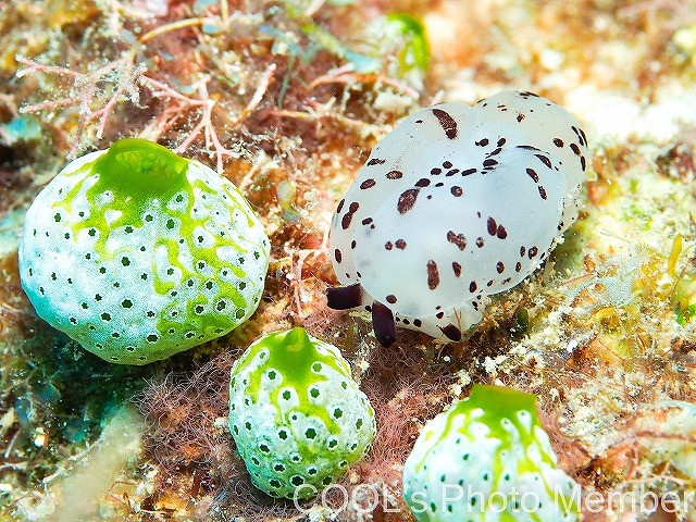 沖縄本島ウミウシダイビング　チギレフシエラガイ