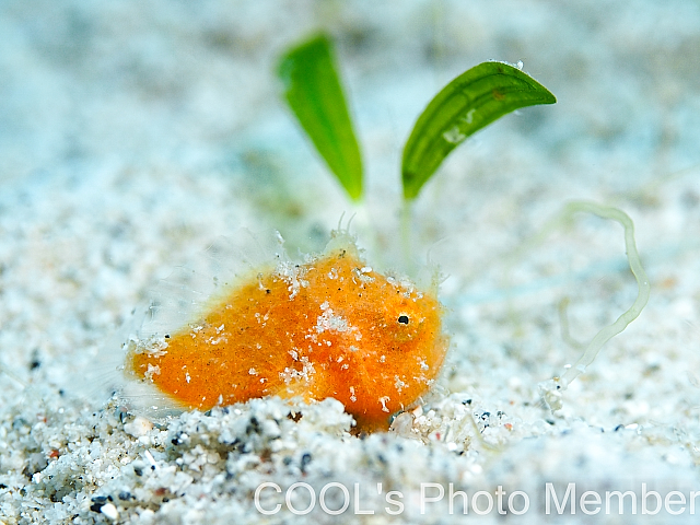 沖縄マクロダイビング　カエルアンコウ幼魚