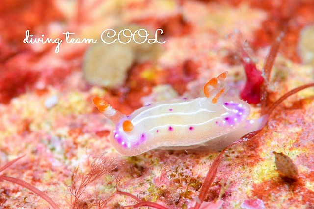 沖縄本島ウミウシダイビング　ニヨリセンテンイロウミウシ