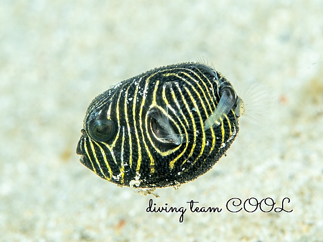 ＃沖縄ダイビング　モヨウフグの幼魚