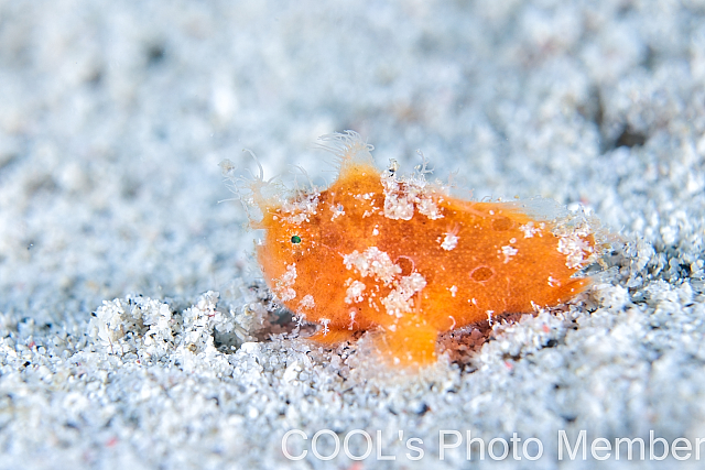 沖縄マクロダイビング　カエルアンコウ幼魚