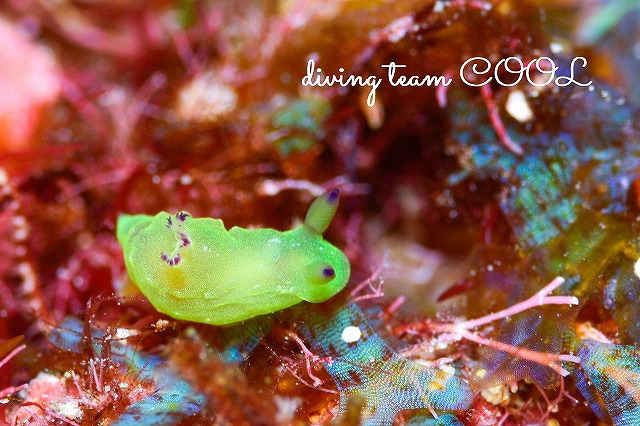 沖縄ウミウシダイビング　コミドリリュウグウウミウシ