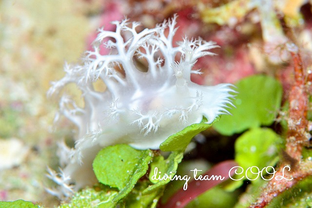 沖縄ウミウシダイビング　ユビノウハナガサウミウシ