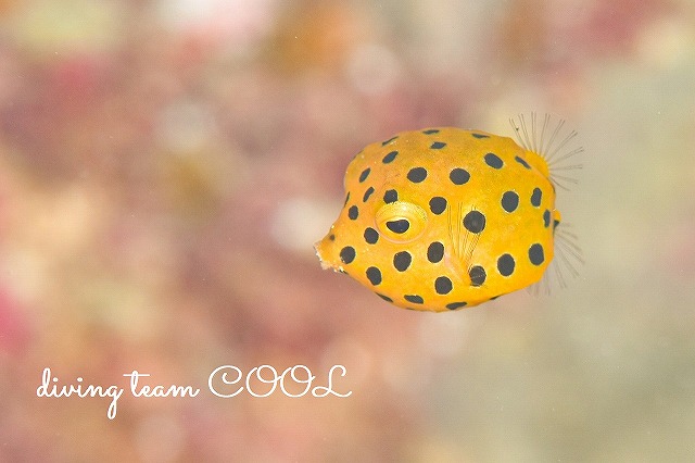 沖縄マクロダイビング　ミナミハコフグ幼魚