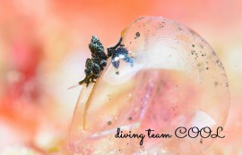 沖縄ウミウシダイビング　バロニアモウミウシ