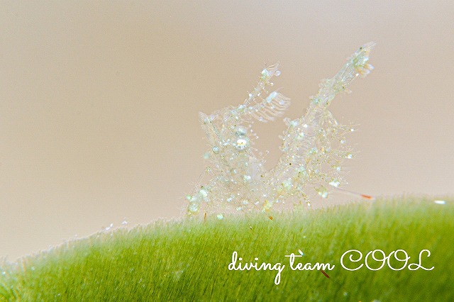 沖縄ウミウシダイビング　フィコカリス・シムランス