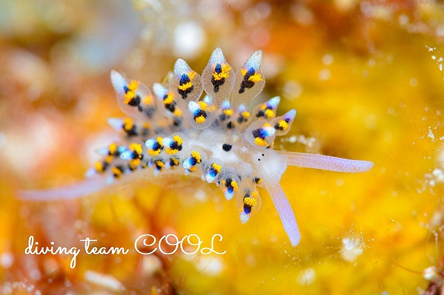 沖縄ウミウシダイビング　ハナビモウミウシ