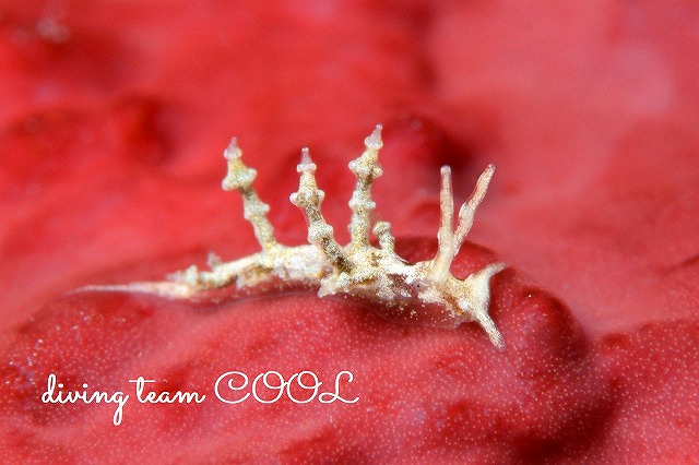 沖縄ウミウシダイビング　ジュズダマミノウミウシ