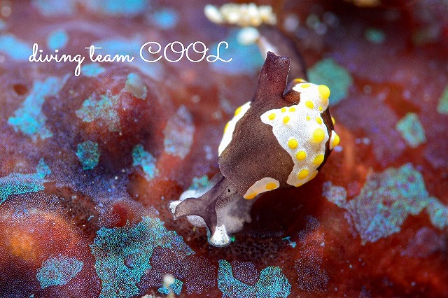 沖縄ウミウシダイビング　トンプソンアワツブガイ