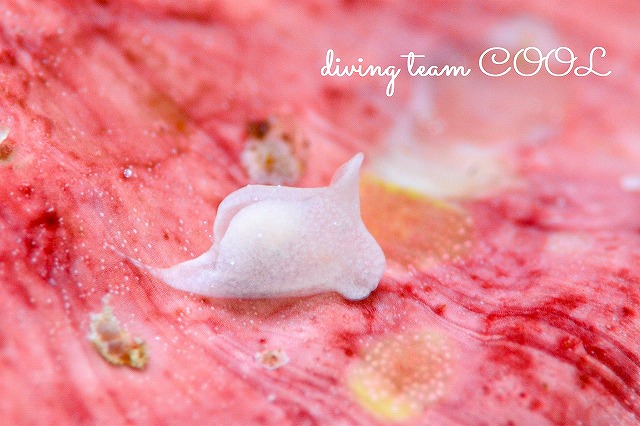 沖縄ウミウシダイビング　シロウミコチョウ