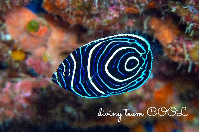 沖縄海水魚　タテジマキンチャクダイ幼魚