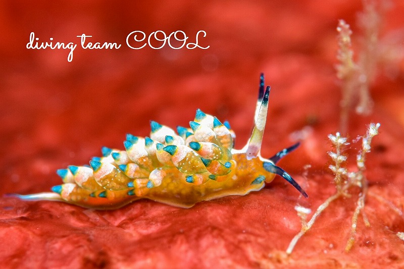 ひまうい様 11/11 ゾウ レジンヘアゴム ダスティピンク 秋 ひまうい様