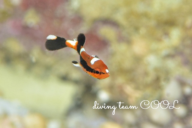 沖縄マクロダイブ　ムスジコショウダイ幼魚