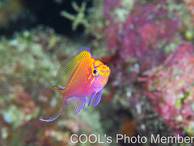 ハナゴンベの幼魚