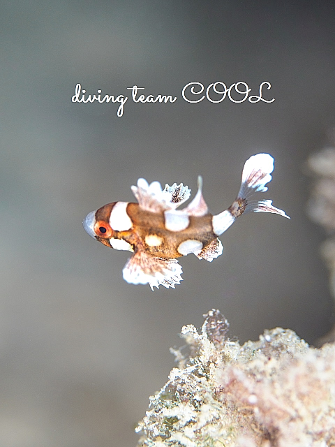 チョウチョウコショウダイ幼魚