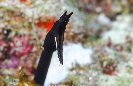 ハナヒゲウツボの幼魚