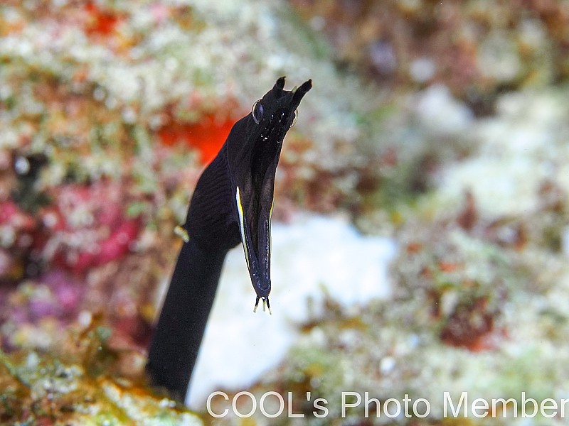 ハナヒゲウツボの幼魚