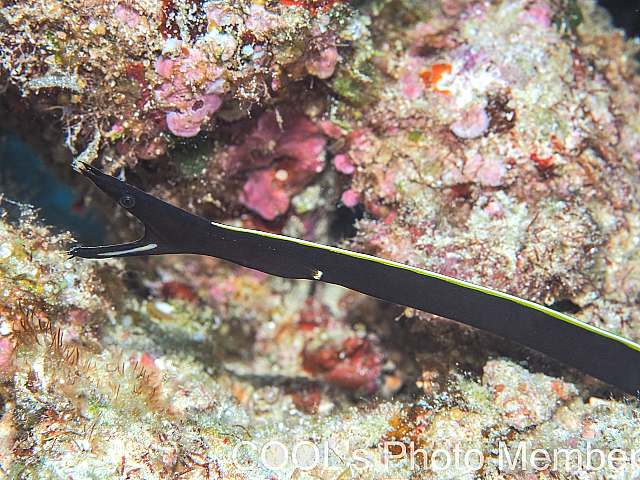 ハナヒゲウツボの幼魚