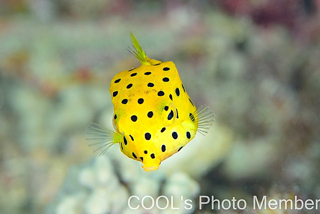 ミナミハコフグの幼魚