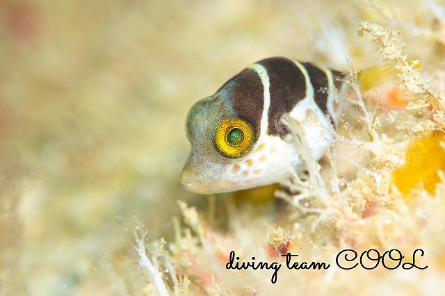 シマキンチャクフグ幼魚