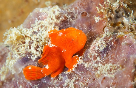 カエルアンコウの幼魚