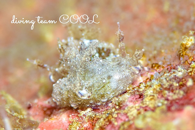 アオモンツガルウミウシ