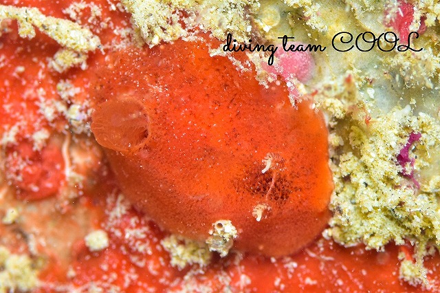 ヒメアカウミウシ