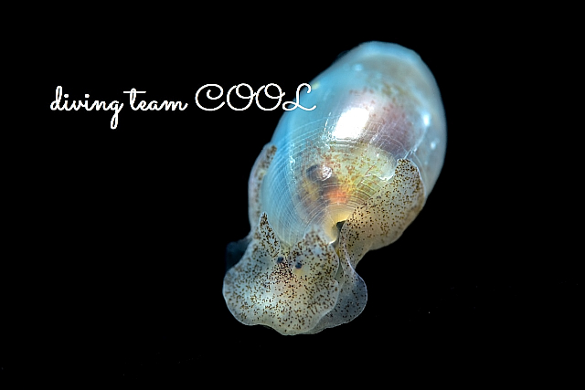 コクテンタマゴガイ