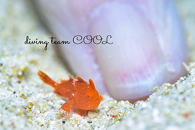 カエルアンコウ（幼魚）